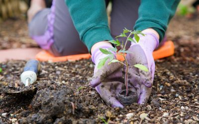 6 Tips for Growing a Fall Garden