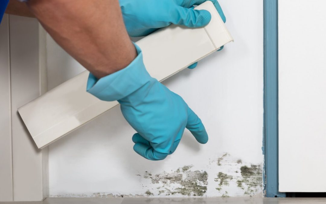 3 Common Signs of Mold Growth in a Home