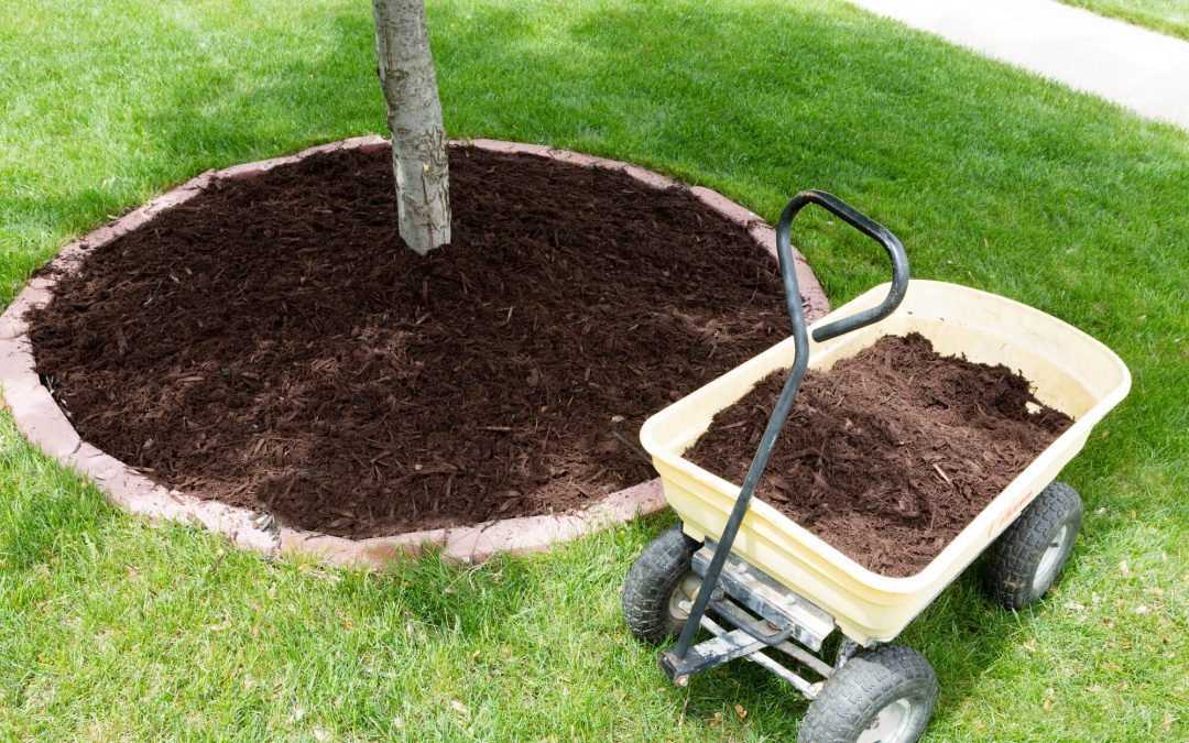 6 Fundamentals of Tree Maintenance at Home